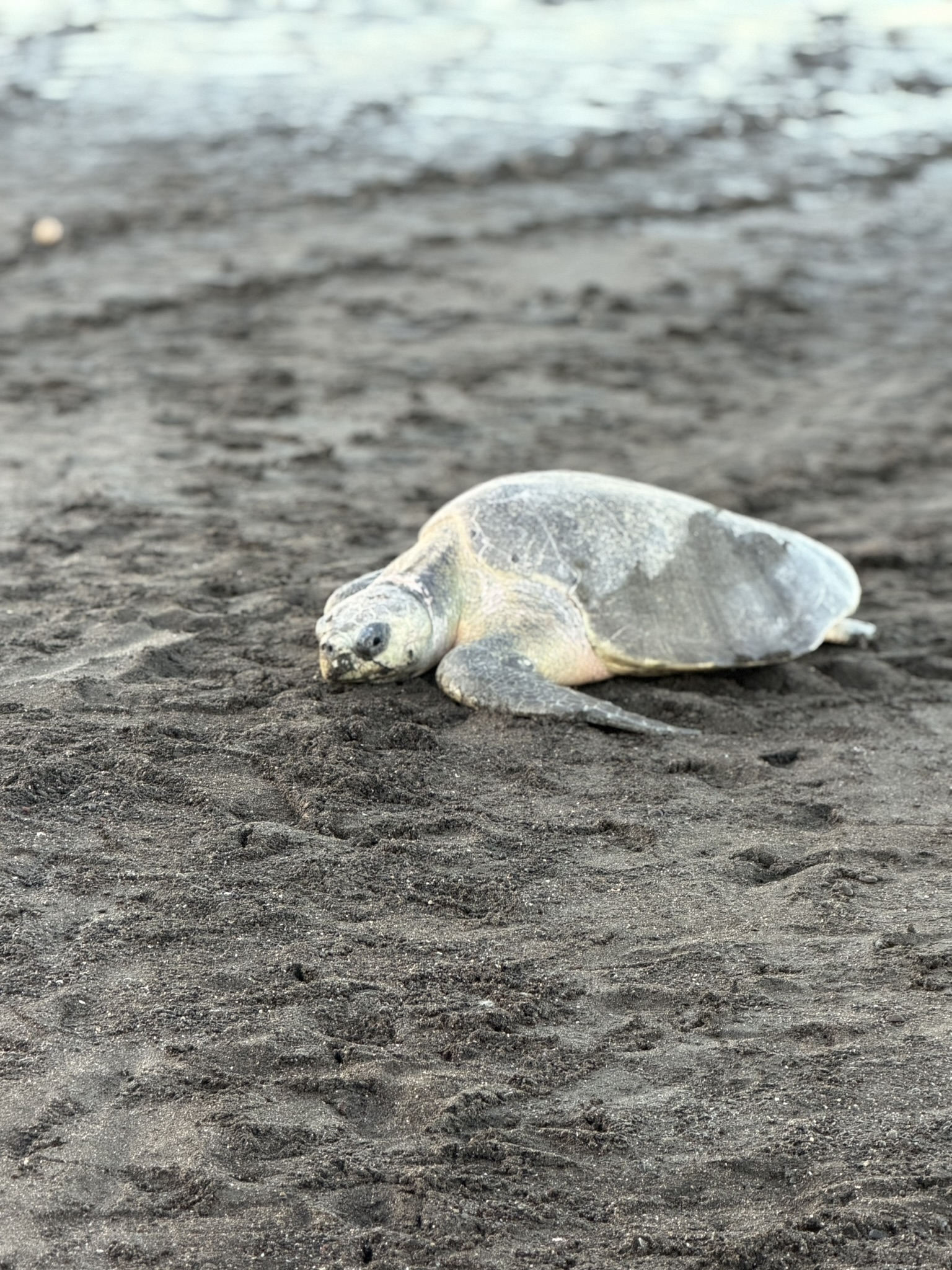 Turtle on Nosara beach