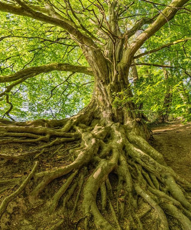 The intertwined exposed roots of a large old growth tree