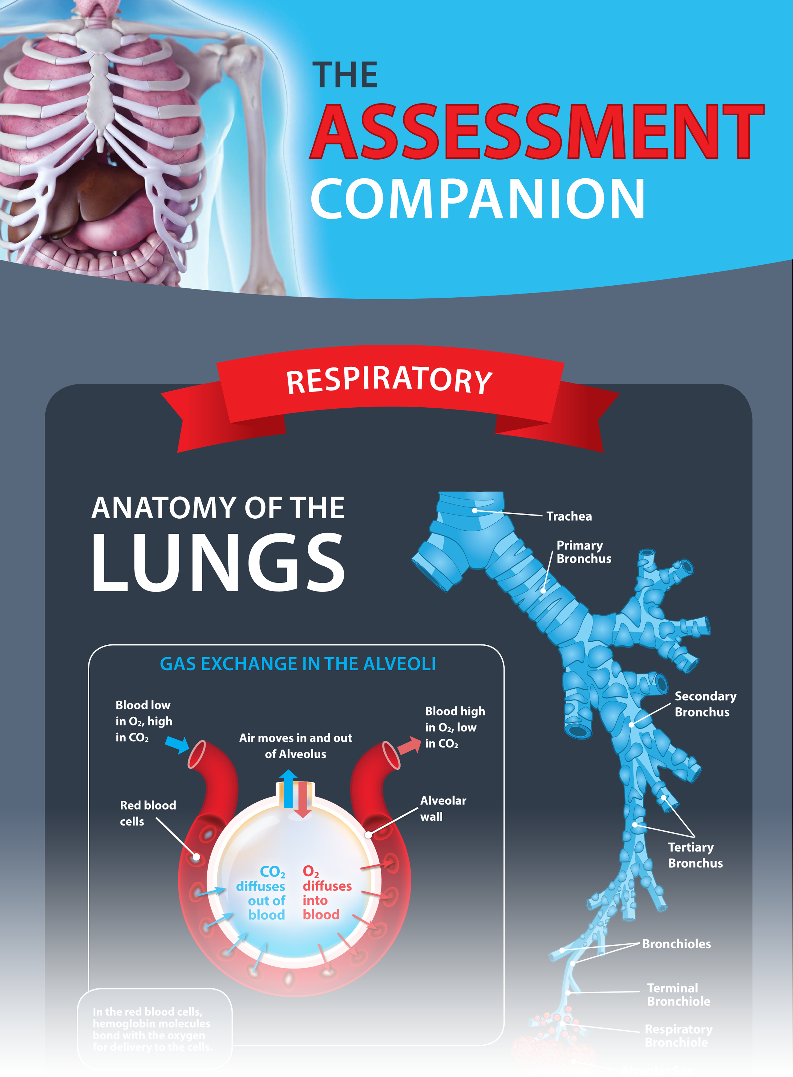 Assessment Companion Infographic