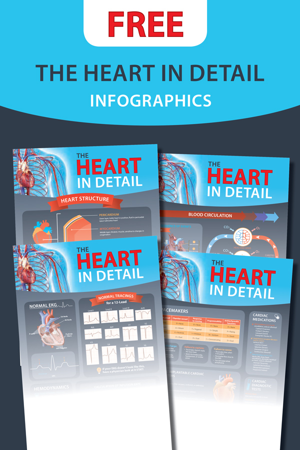 The Heart in Detail Infographic