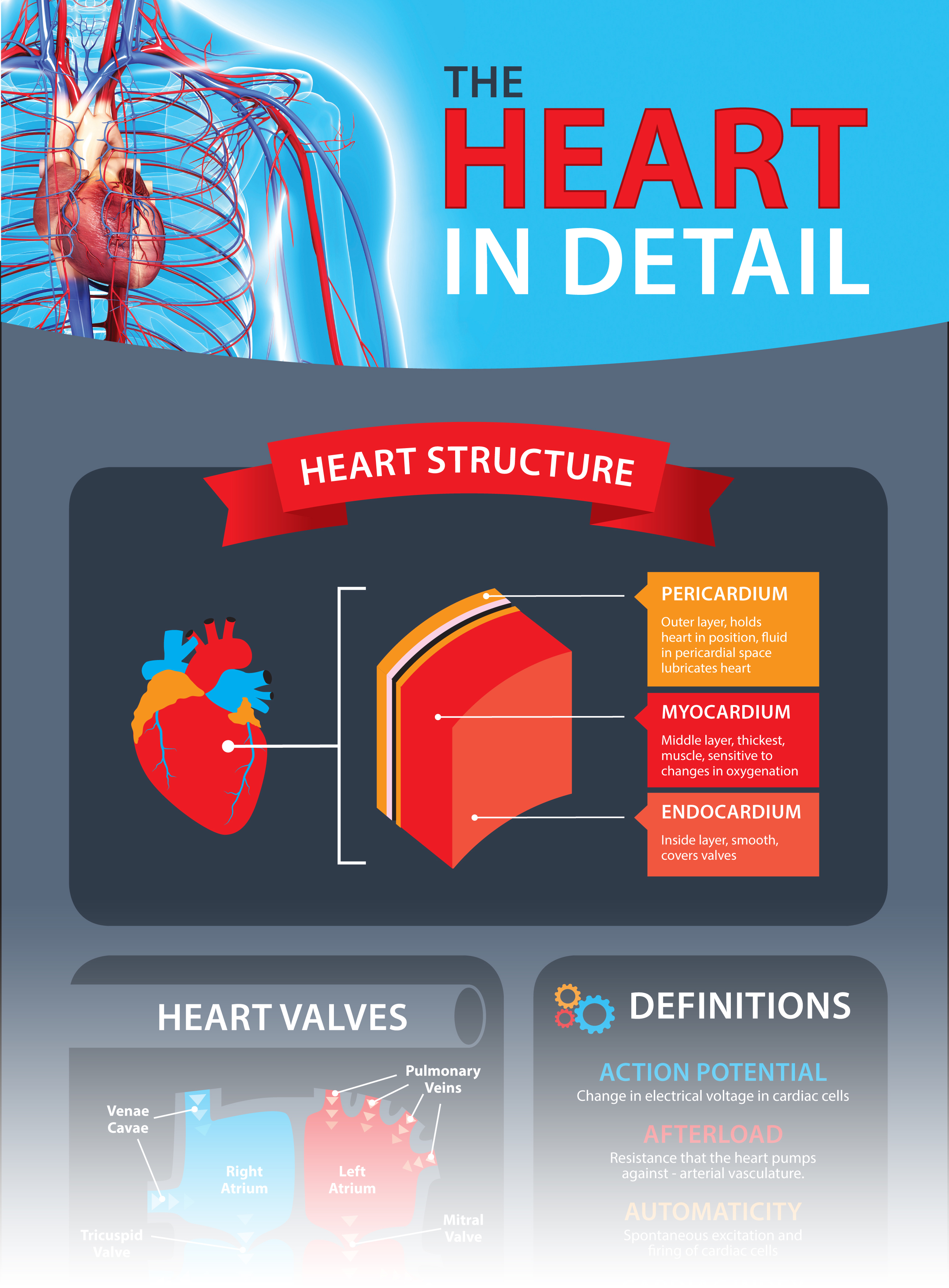 Free Heart in Detail Infographic