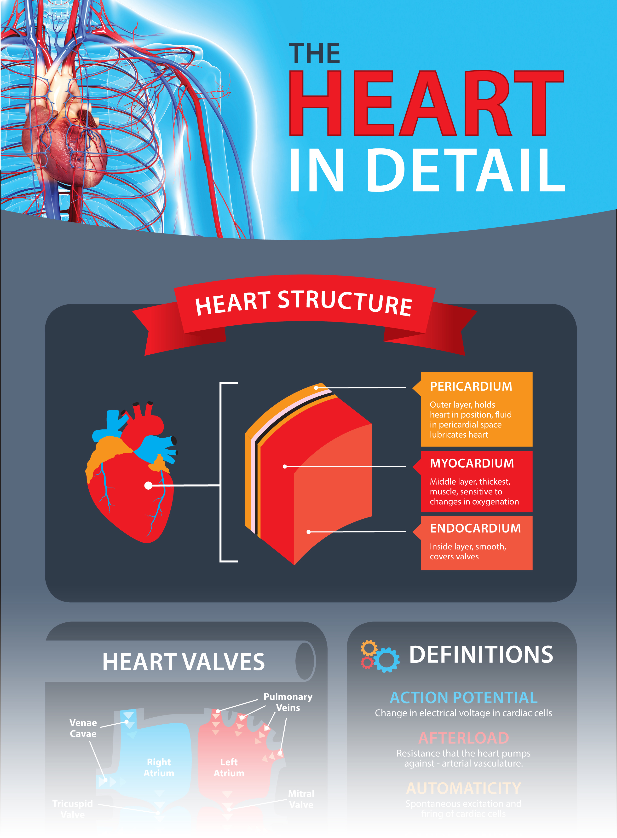 The Heart in Detail Infographic